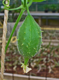 luffa operculata.jpg